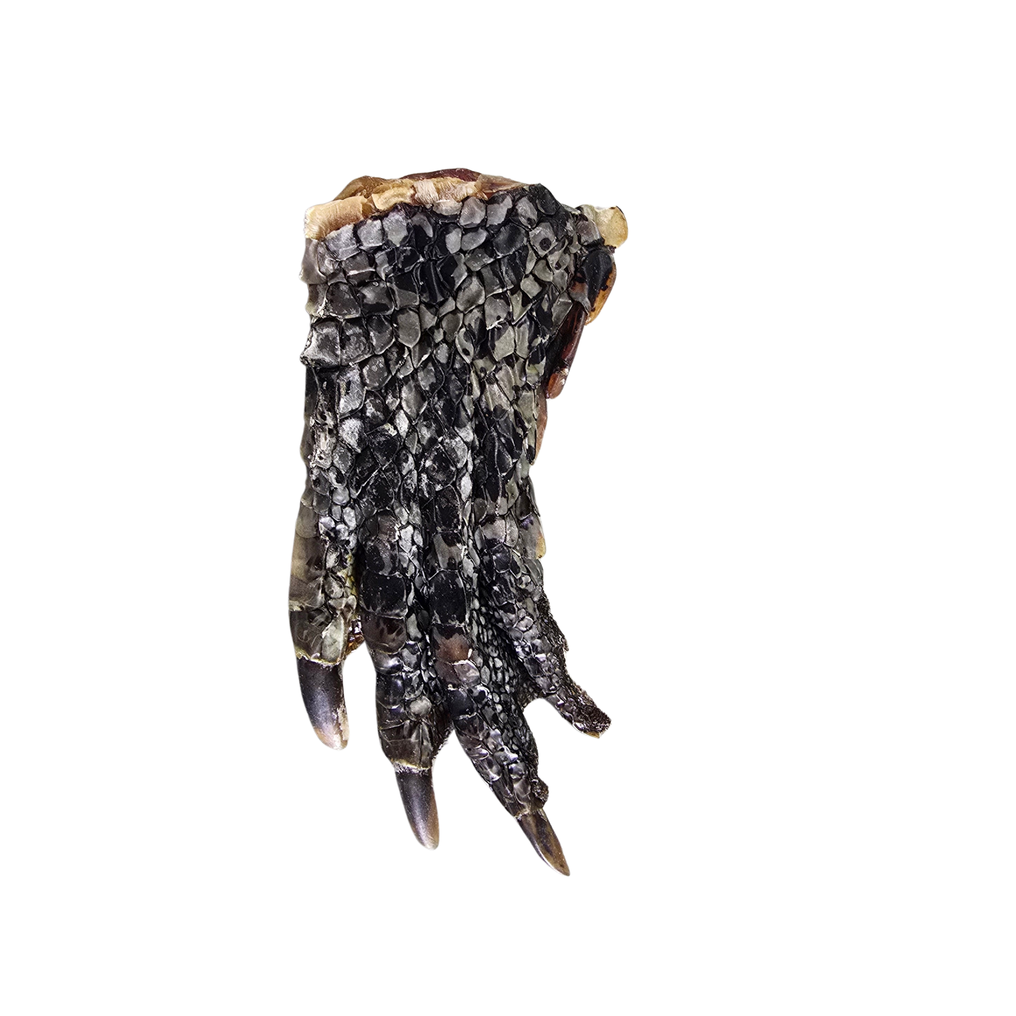 Crocodile Feet