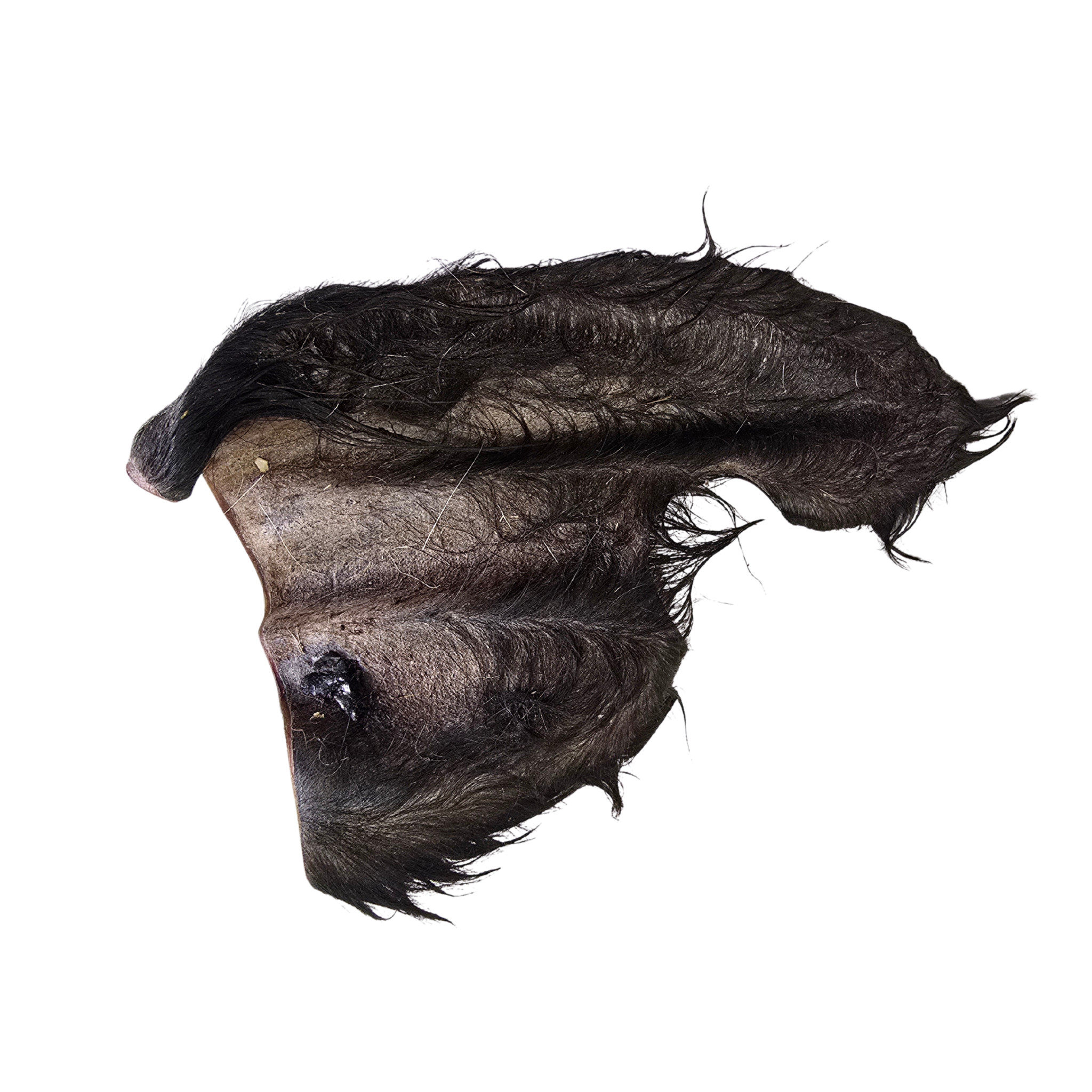 Beef Ears with Hair