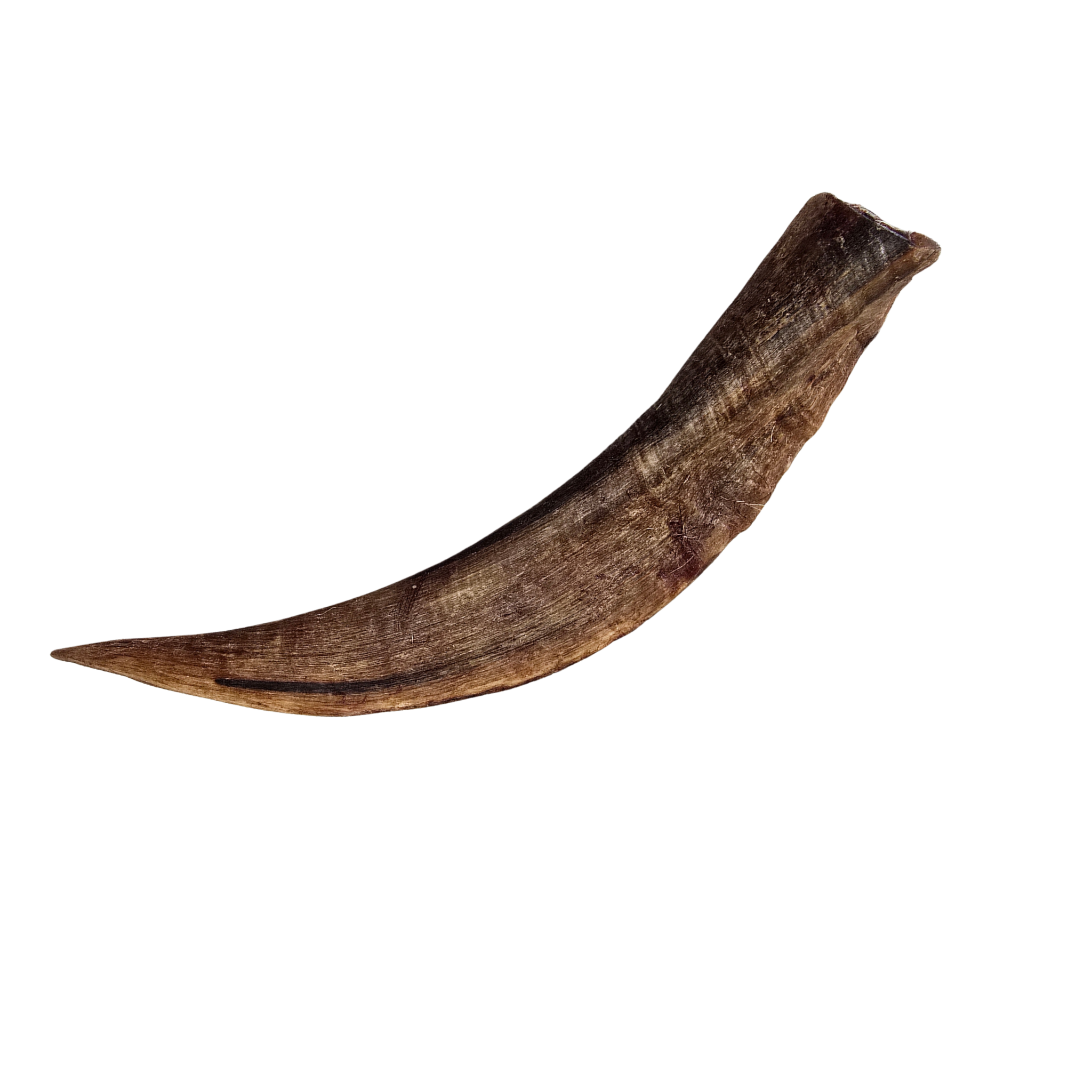 Goat Horn with Marrow